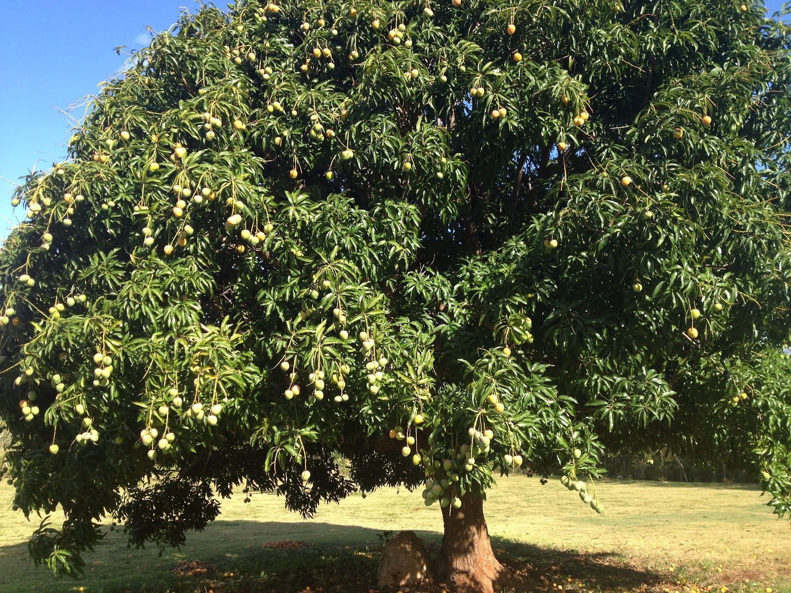 Pin by QUỐC THÔNG NGUYỄN on XOÀI, MÍT, SẦU RIÊNG VÀ MĂNG CỤT | Mango tree,  Tree, Tree roots
