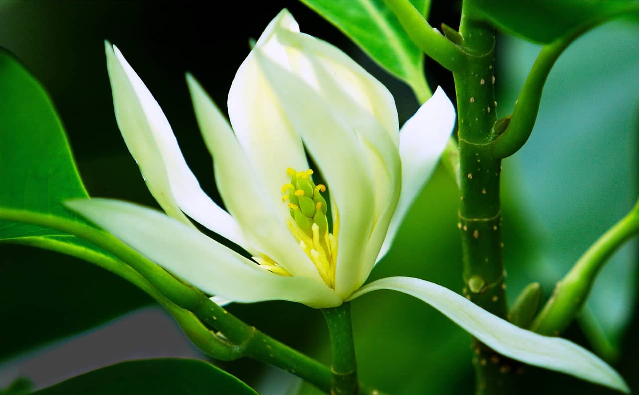 Ý nghĩa hoa ngọc lan chỉ người con gái đẹp tấm lòng nhân ái - Trồng Hoa